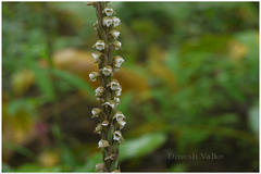 Peristylus plantagineus